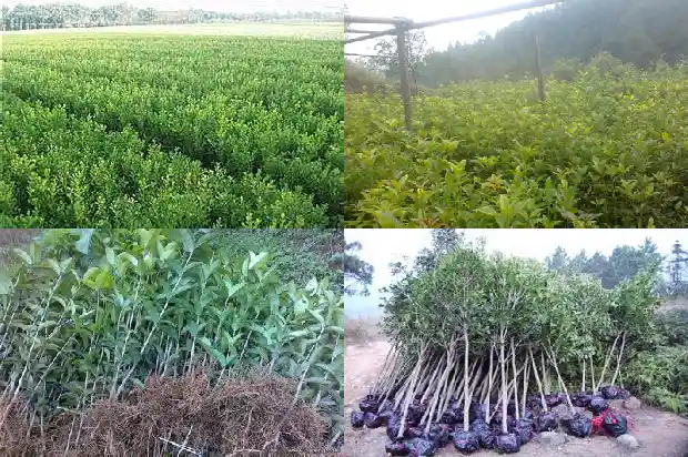 桂花是灌木还是乔木植物1685839480659