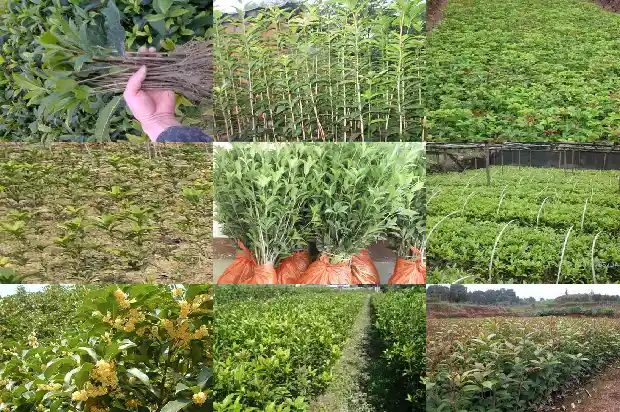 桂花在什么时候种植比较合适呢1688606552871