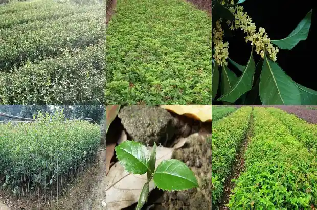 桂花是大乔木还是小乔木呢1685839567883