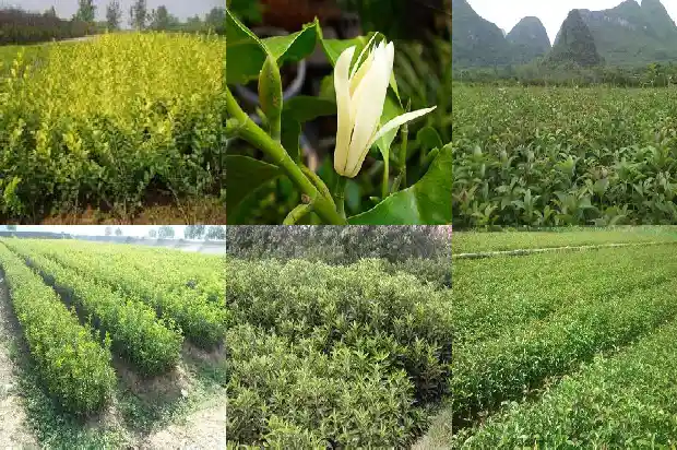 桂花是大乔木还是小乔木呢1685839567931