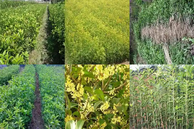 桂花是大乔木还是小乔木呢1685839567979