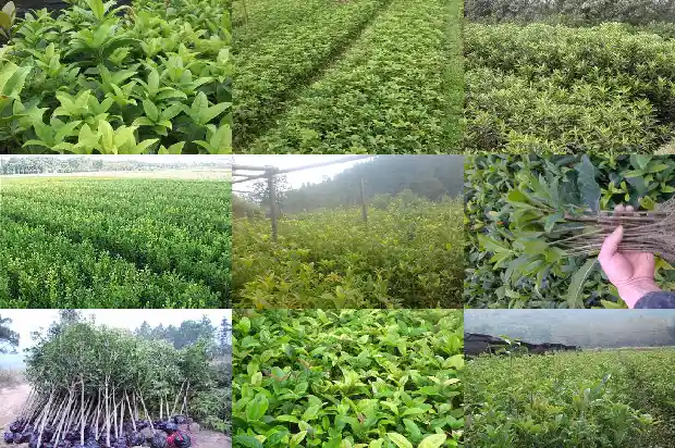 桂花是大乔木还是小乔木呢1685839568027