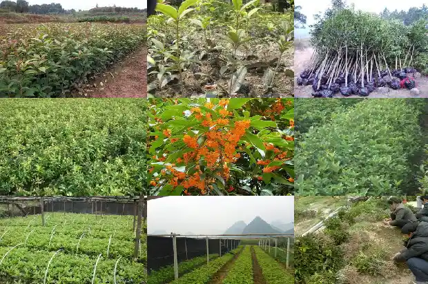 四季桂花属于乔木还是灌木1685839602659