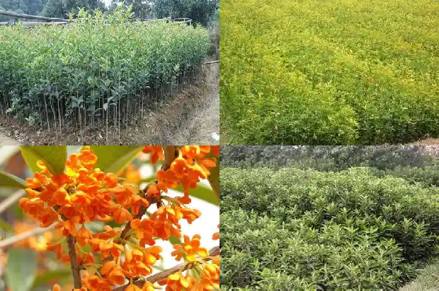 桂花树价格一般多少钱一盆1689577254424