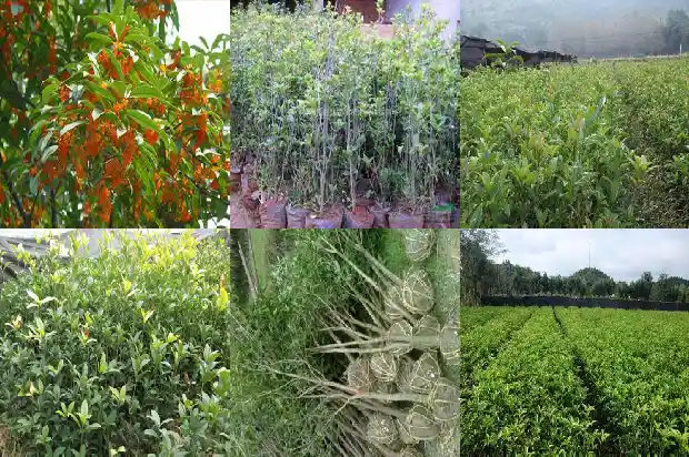 桂花是什么和什么兼备的优良园林树种1685839625242