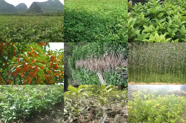 桂花剪枝怎么插活的1685839642383