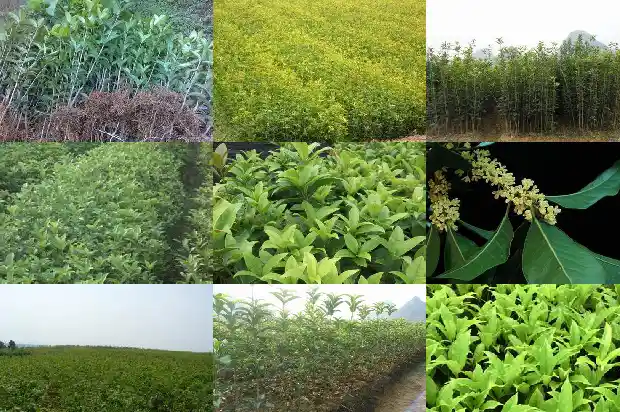 桂花怎样插枝1685839663961