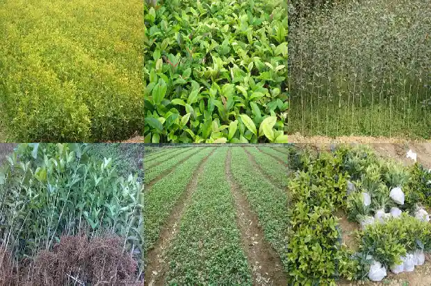 桂花怎样插枝1685839664008
