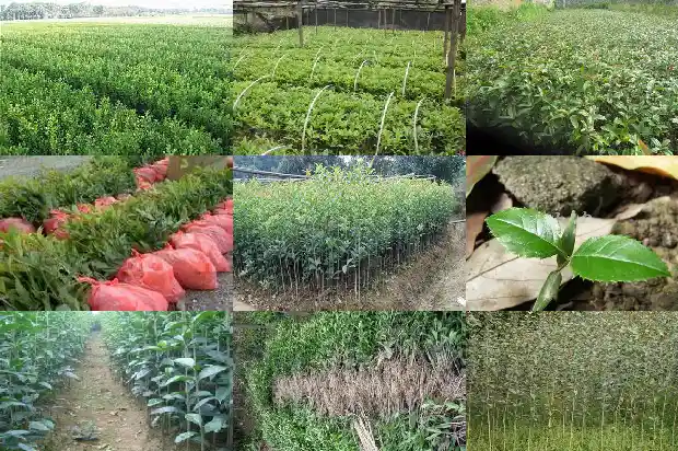桂花几年后才能开花1685839680936