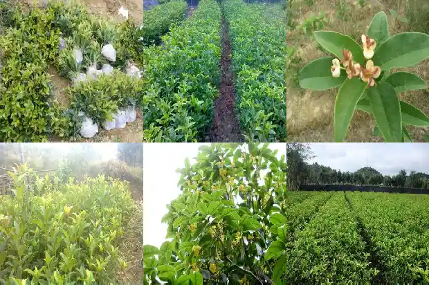 桂花几年后才能开花1685839681032