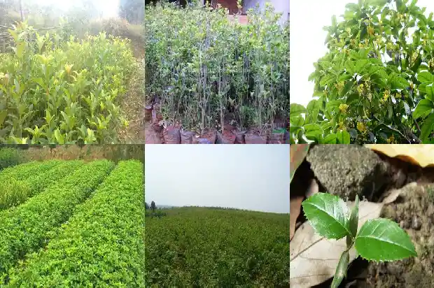 桂花剪枝的最佳时间1685839700619
