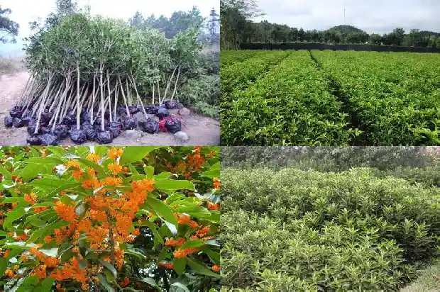 桂花剪枝的最佳时间1685839700667