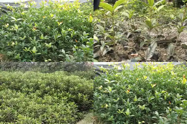 院子西南角种桂花树好吗1685839756167