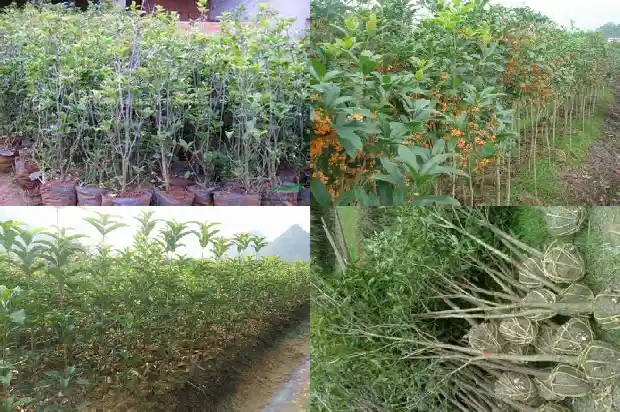 桂花树适合哪里生长的1685839763883