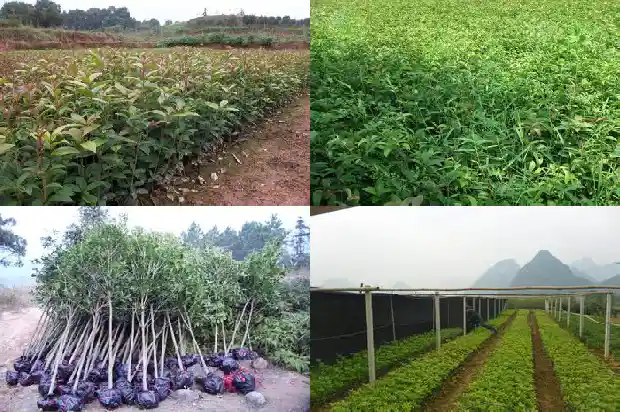 桂花是不是树木1685839775631