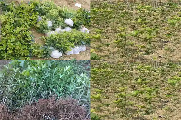 桂花是不是树木1685839775676