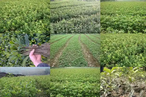 桂花属于灌木吗还是乔木1685839785048