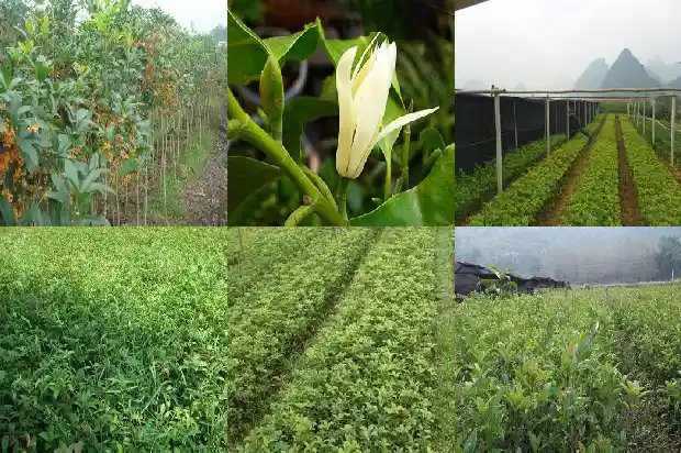 桂花属于树木吗还是花卉1685839802248