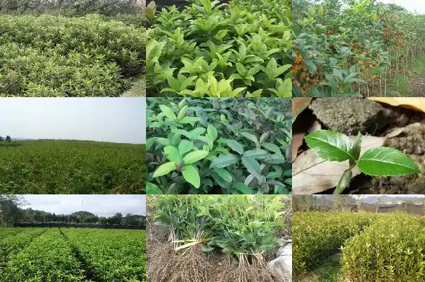 桂花属于树木吗还是花卉1685839802294