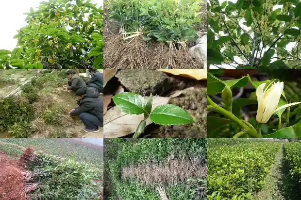 适合种桂花的季节是几月份1685839831940