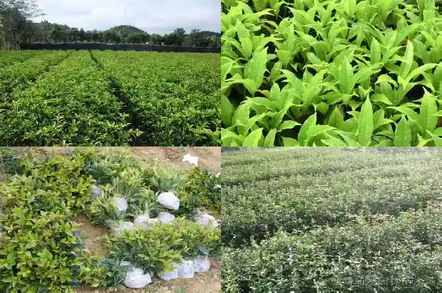 适合种桂花的季节是几月份1685839831987