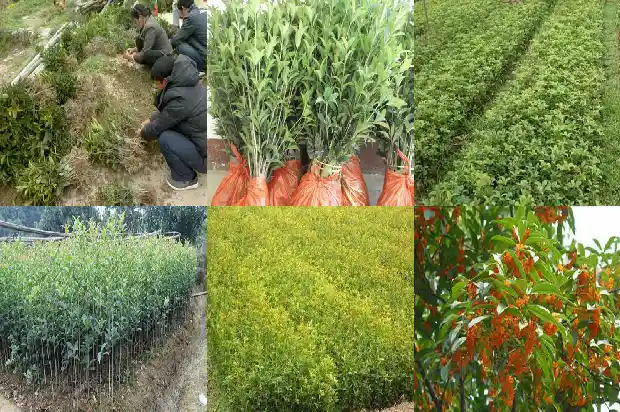 适合种桂花的季节是几月份1685839832035