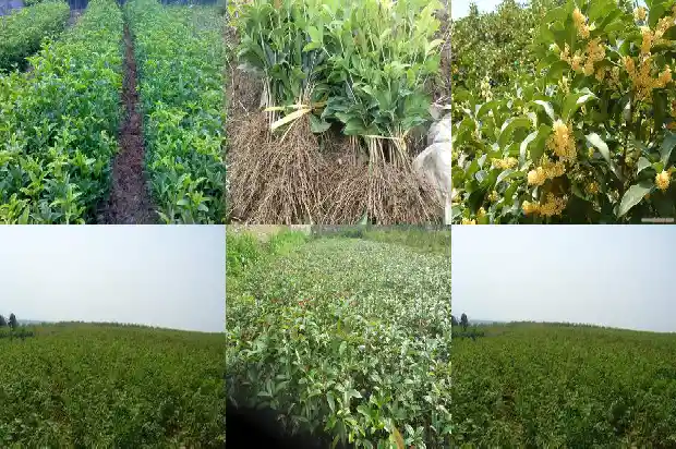 盆栽桂花什么季节栽最好1685839839280