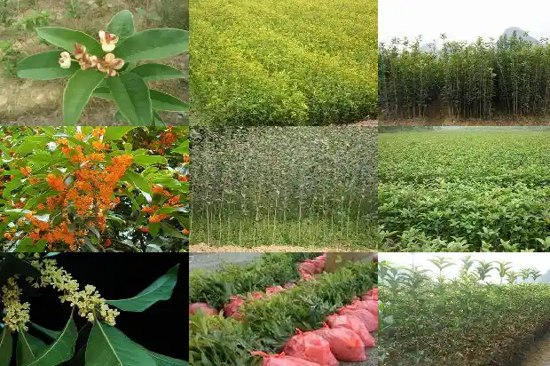 盆栽桂花什么季节栽最好1685839839328