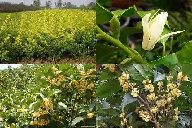栽什么桂花好1685839860296