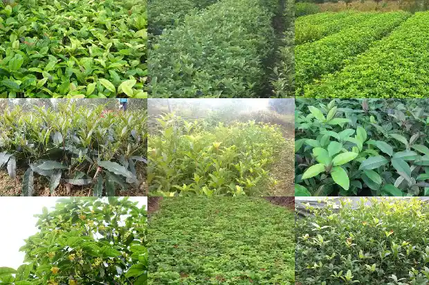 栽什么桂花好1685839860344