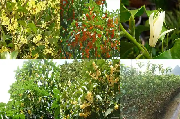 种植桂花用什么盆好1685839883740