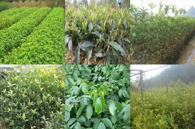 种植桂花用什么盆好1685839883788