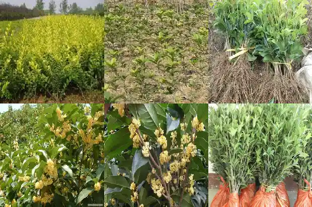 种植桂花用什么盆好1685839883836