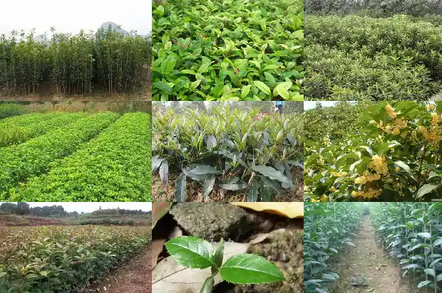 种植桂花用什么盆好1685839883883
