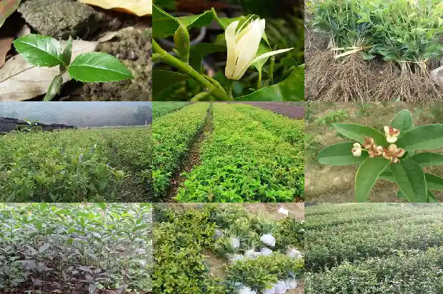 温江桂花树价格多少钱一棵啊1690418192221