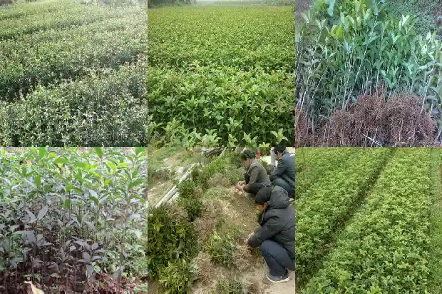 桂花树苗市场价格表1689726453150