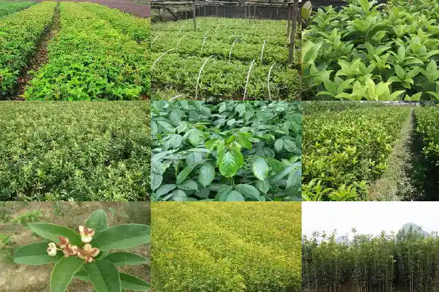 桂花适合种在家里面吗1685839915604