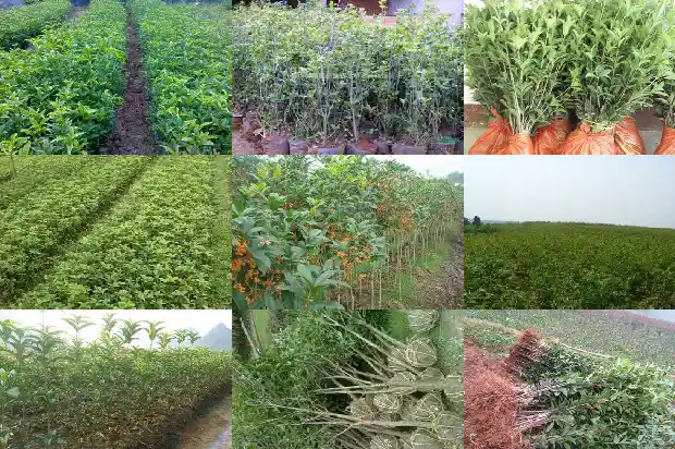 桂花树冠形状1690072900480