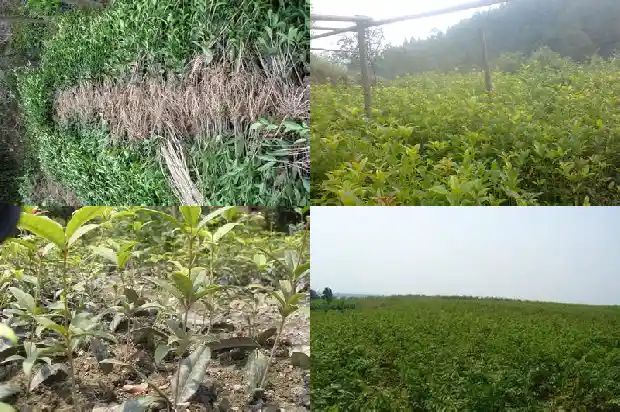 金桂花除臭液说明书1689207841341