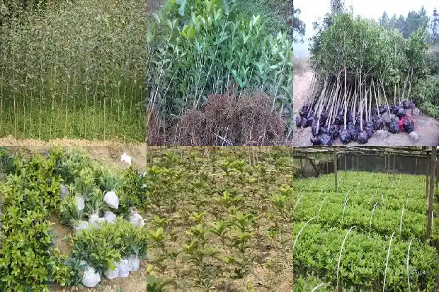 什么时候种植桂花最好1685839970736