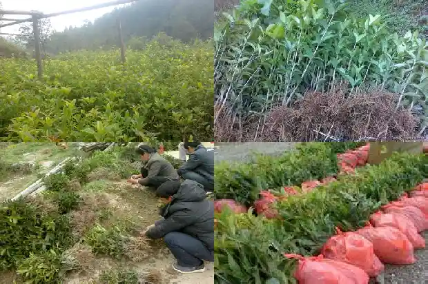 什么时候种植桂花最好1685839970783