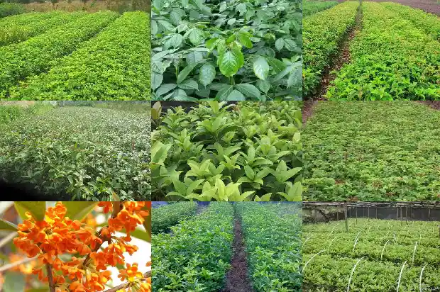 桂花与什么植物搭配最好1685839982472