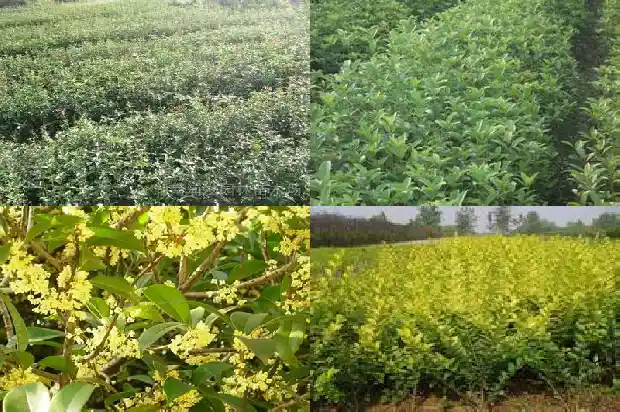 桂花与什么植物搭配最好1685839982520
