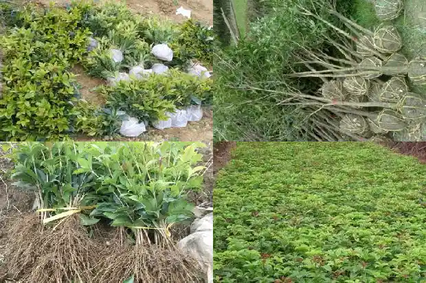 桂花与什么植物搭配最好1685839982568