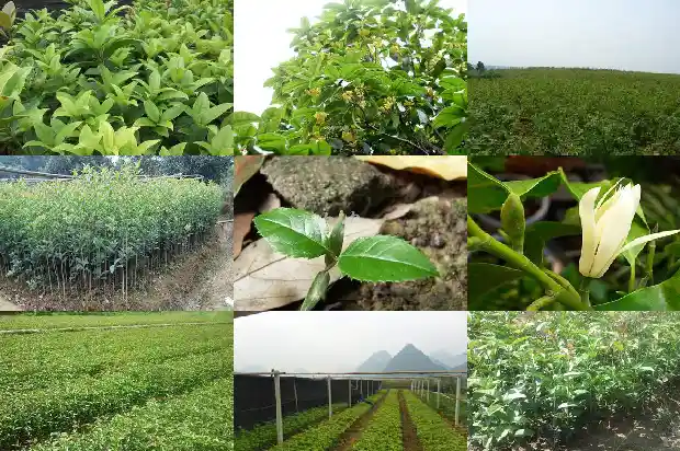 桂花与什么植物搭配最好1685839982616