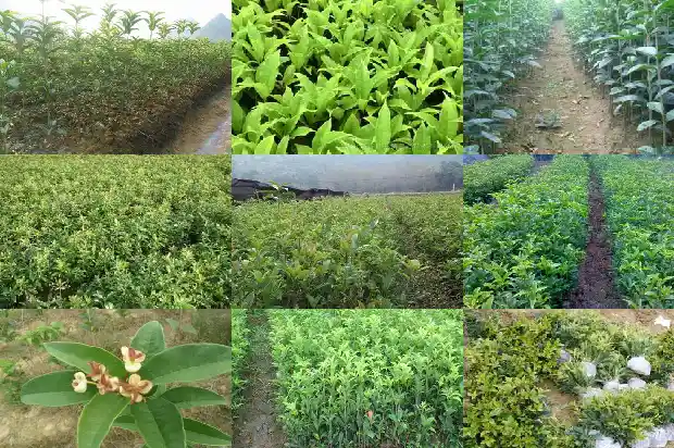 桂花和什么灌木搭配最好看1685839994607