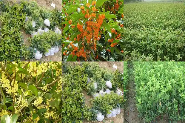 桂花和什么灌木搭配最好看1685839994654