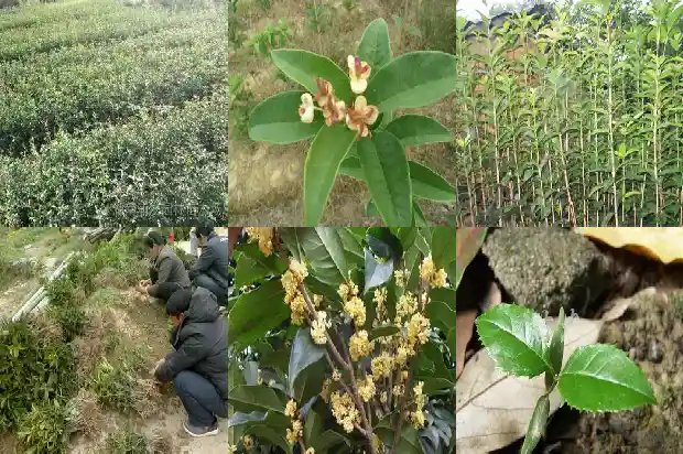 桂花和什么灌木搭配最好看1685839994747