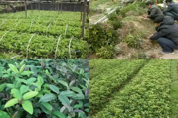 桂花和什么灌木搭配好养1685840004660