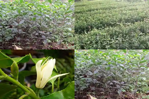 桂花和什么灌木搭配好养1685840004706
